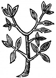 cynamon
