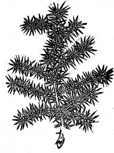 jalowiec