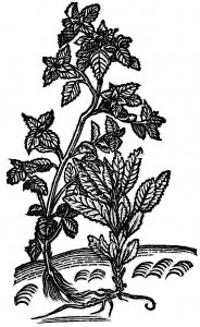 mietka