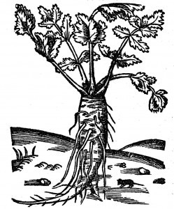 pasternak-domowy