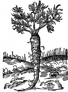 piotruszka