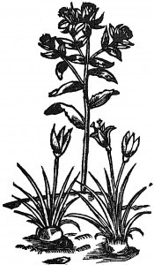 szafran