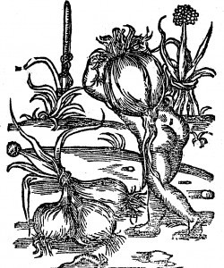 cebula Siennik