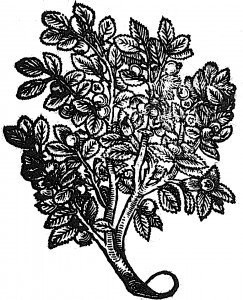 pigwy-siennik