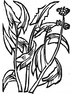 szczaw - Siennik
