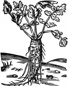 dziegiel