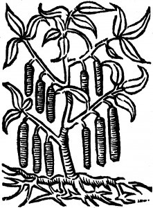 kasja