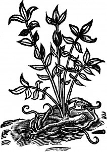 lakrycja