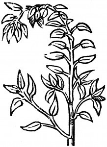 nocidziec584