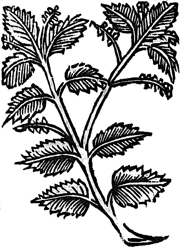 pokrzywa