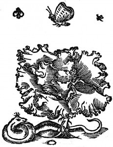 sałata