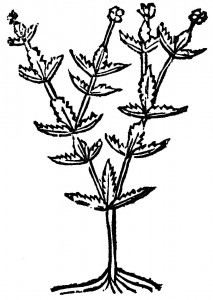 trzebula
