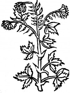 gorczyca biała