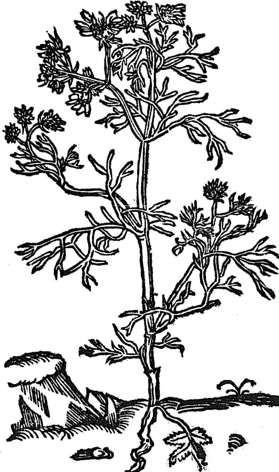 kolendra