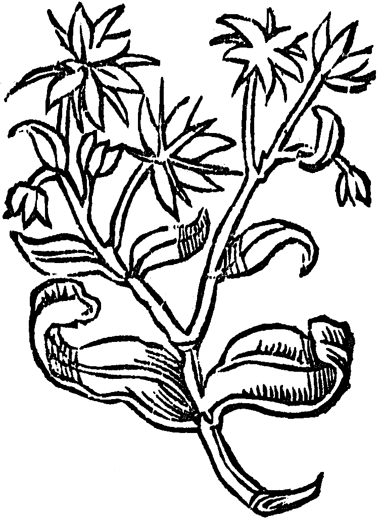 kotewki