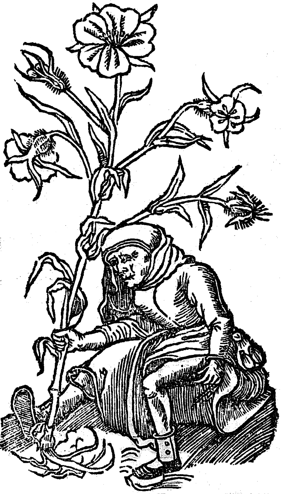 kąkol