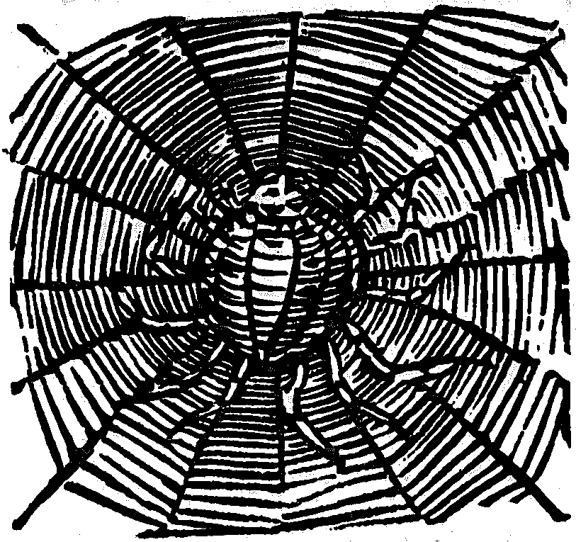 pajęczyna