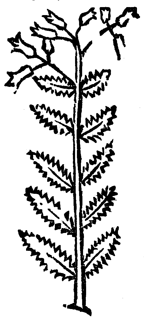 wężowy trunk