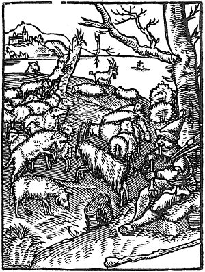 baran trzodny 002