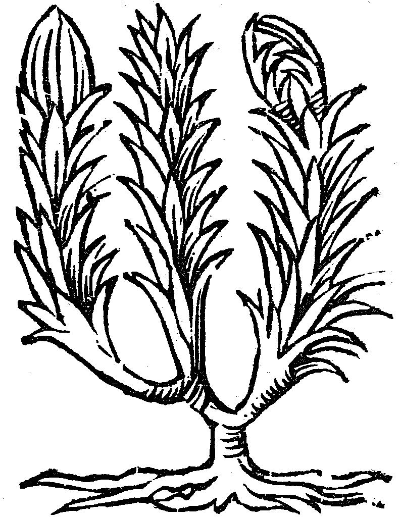 czarna czemierzyca 001