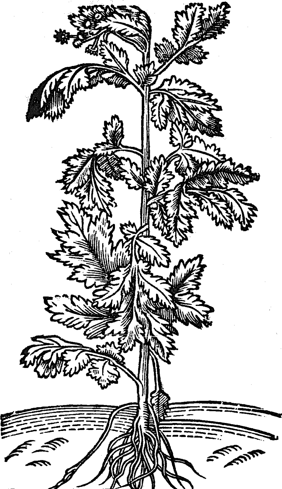 bylica