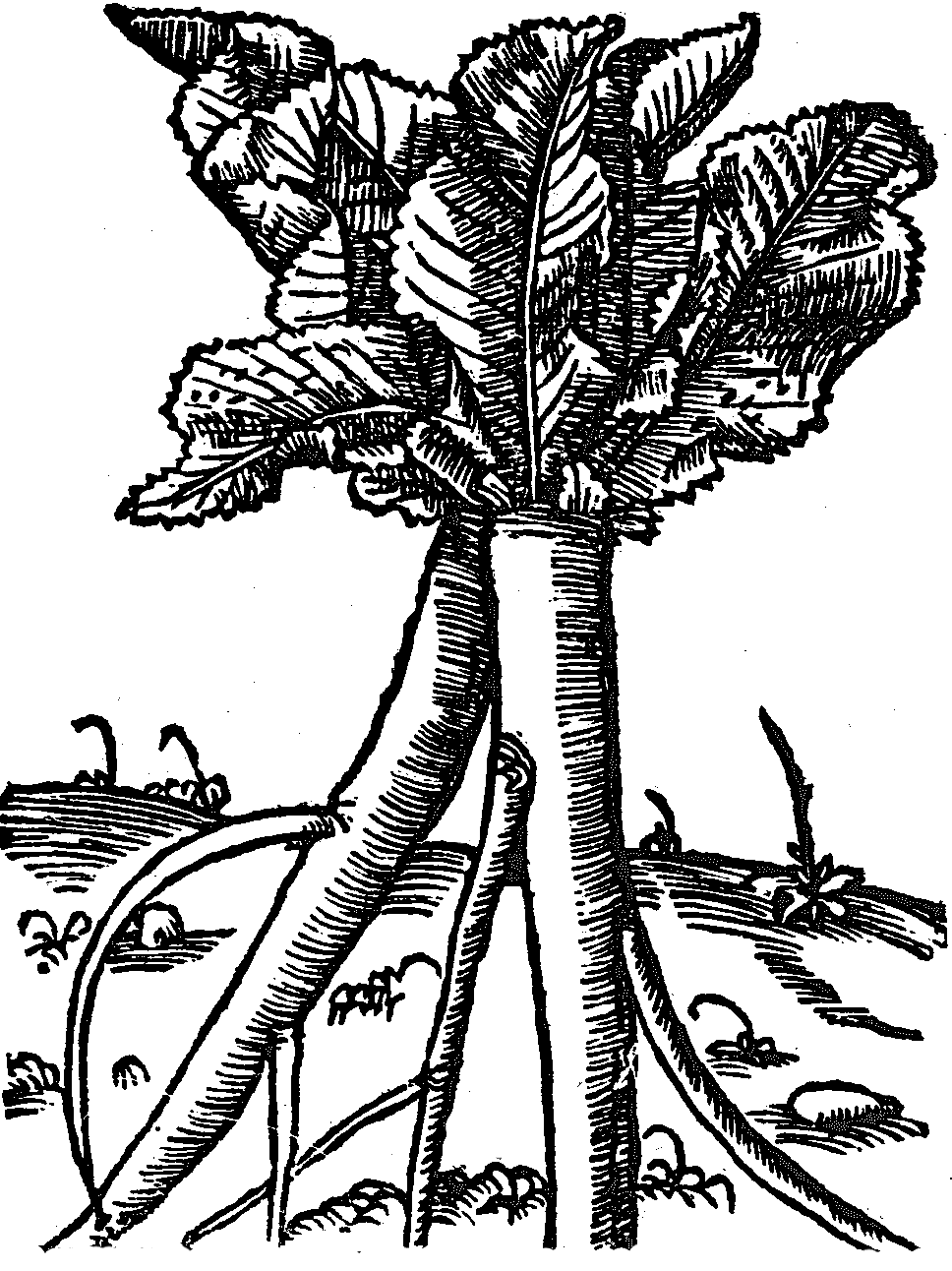 chrzan