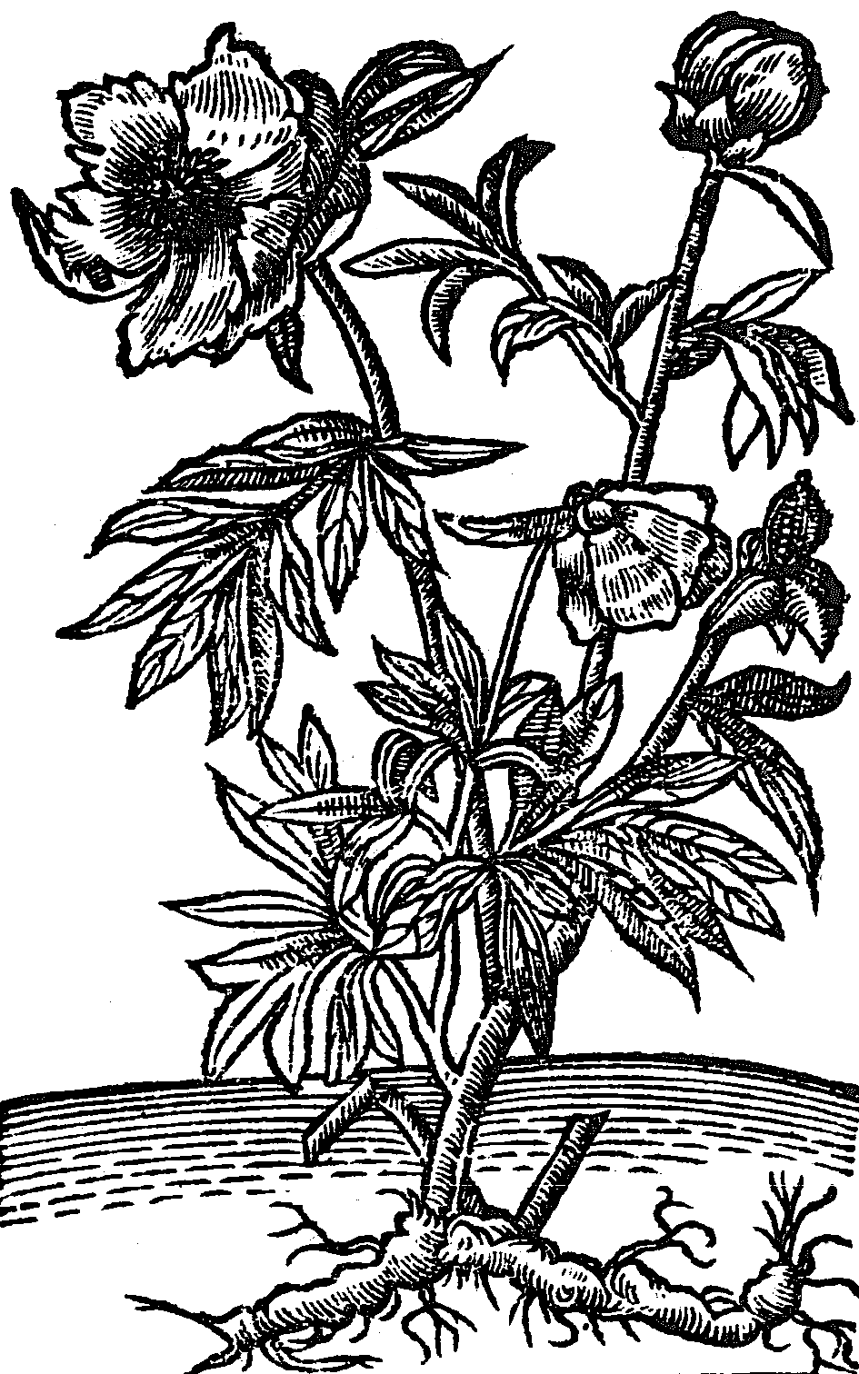 piwonia