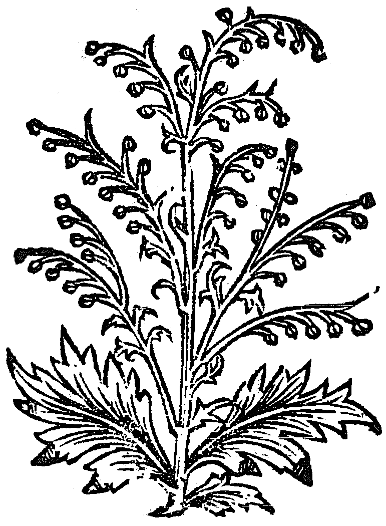 piołyn