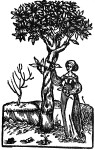 bobek