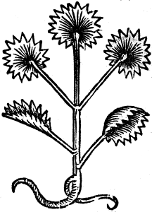 ślaz
