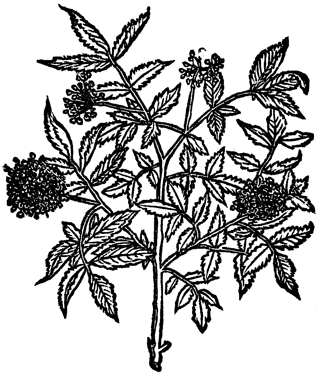 bez czarny