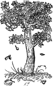 gruszka