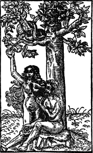 jabłka