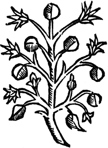 jedwabne śliwki
