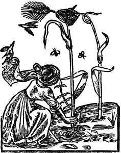 jęczmień