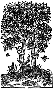 kamphora