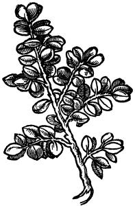 koziorożec