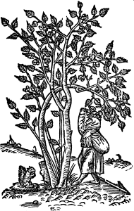 laskowy orzech
