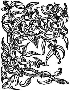oliwki