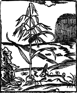 owies