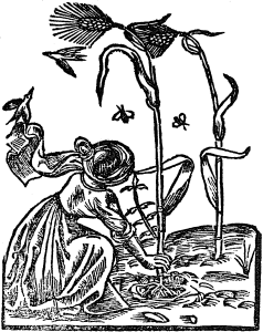 ryz
