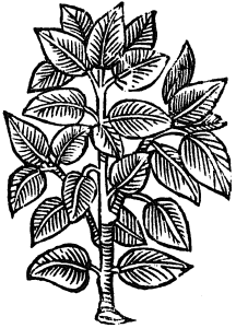 sandał