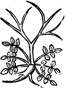 socznica