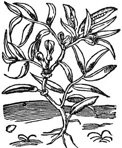 słonecznik stręczny