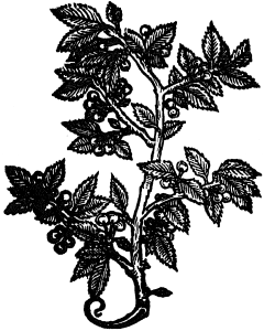 wiśnie białe