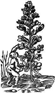 bób