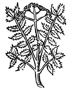 kozłek